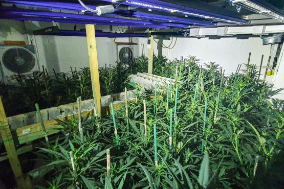 In Herten haben Ermittler der Polizei in einem Keller eine Marihuanaplantage entdeckt.