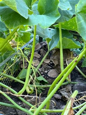 Snake on a compost heap